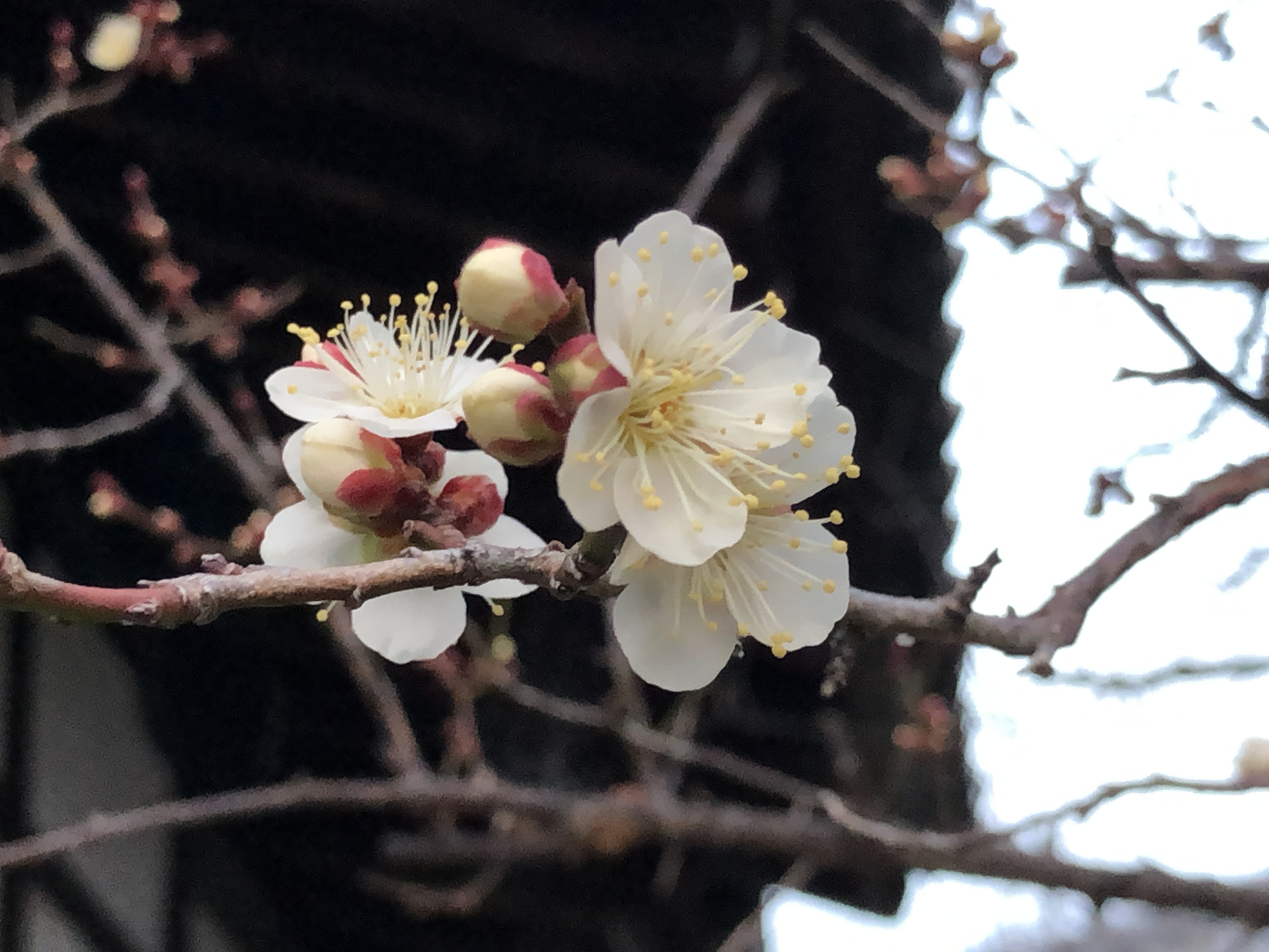 「軒端の梅」が咲き出しました - 時宗 雲水山 東北院 【公式】
