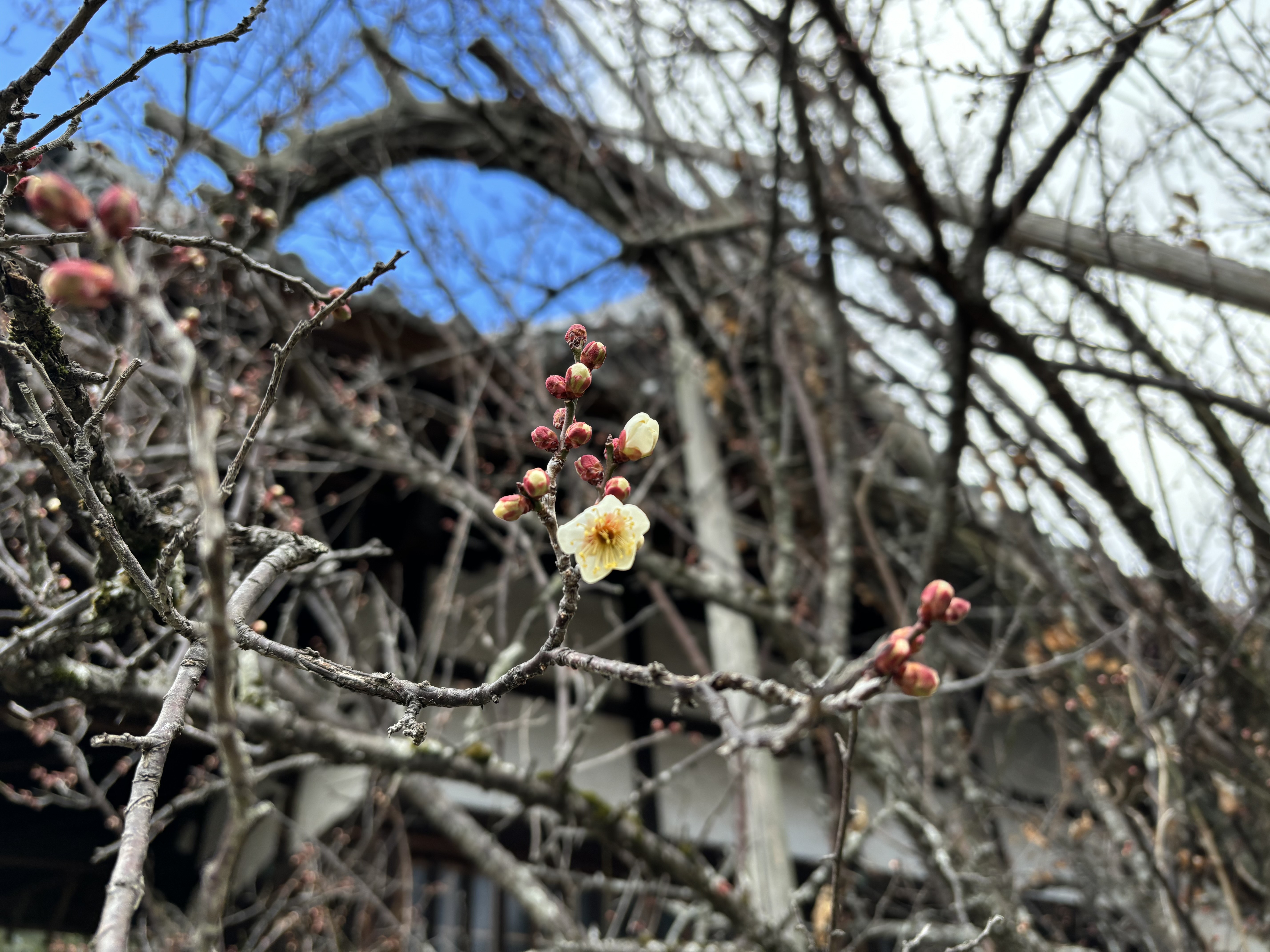 端渓硯　梅　鶯 端渓 中国硯 梅と鶯 中国端渓硯 梅鶯彫刻 硯本体約31cm