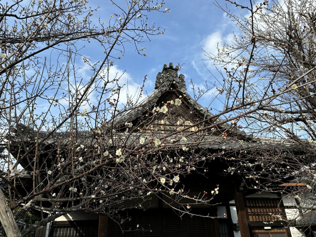「軒端の梅」が三分咲きから四分咲きになりました - 時宗 雲水山 東北院 【公式】