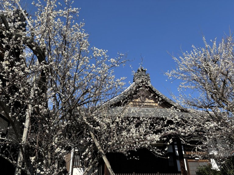 満開の「軒端の梅」を堪能して頂きました - 時宗 雲水山 東北院 【公式】