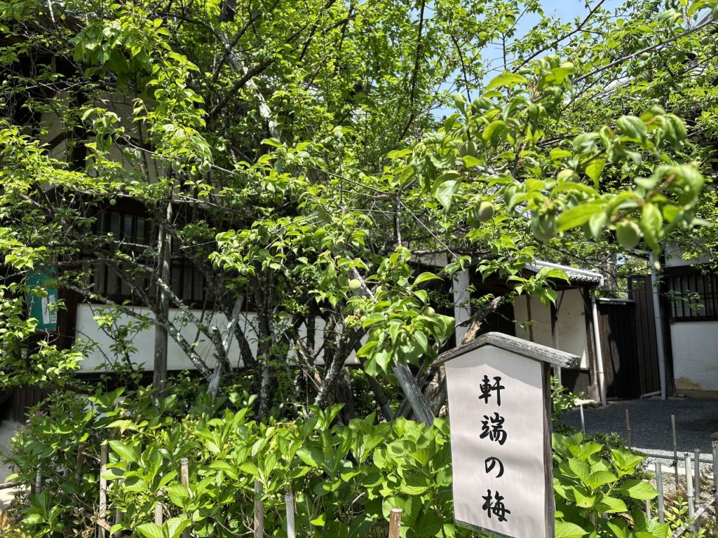 若葉がみずみずしい「軒端の梅」 - 時宗 雲水山 東北院 【公式】