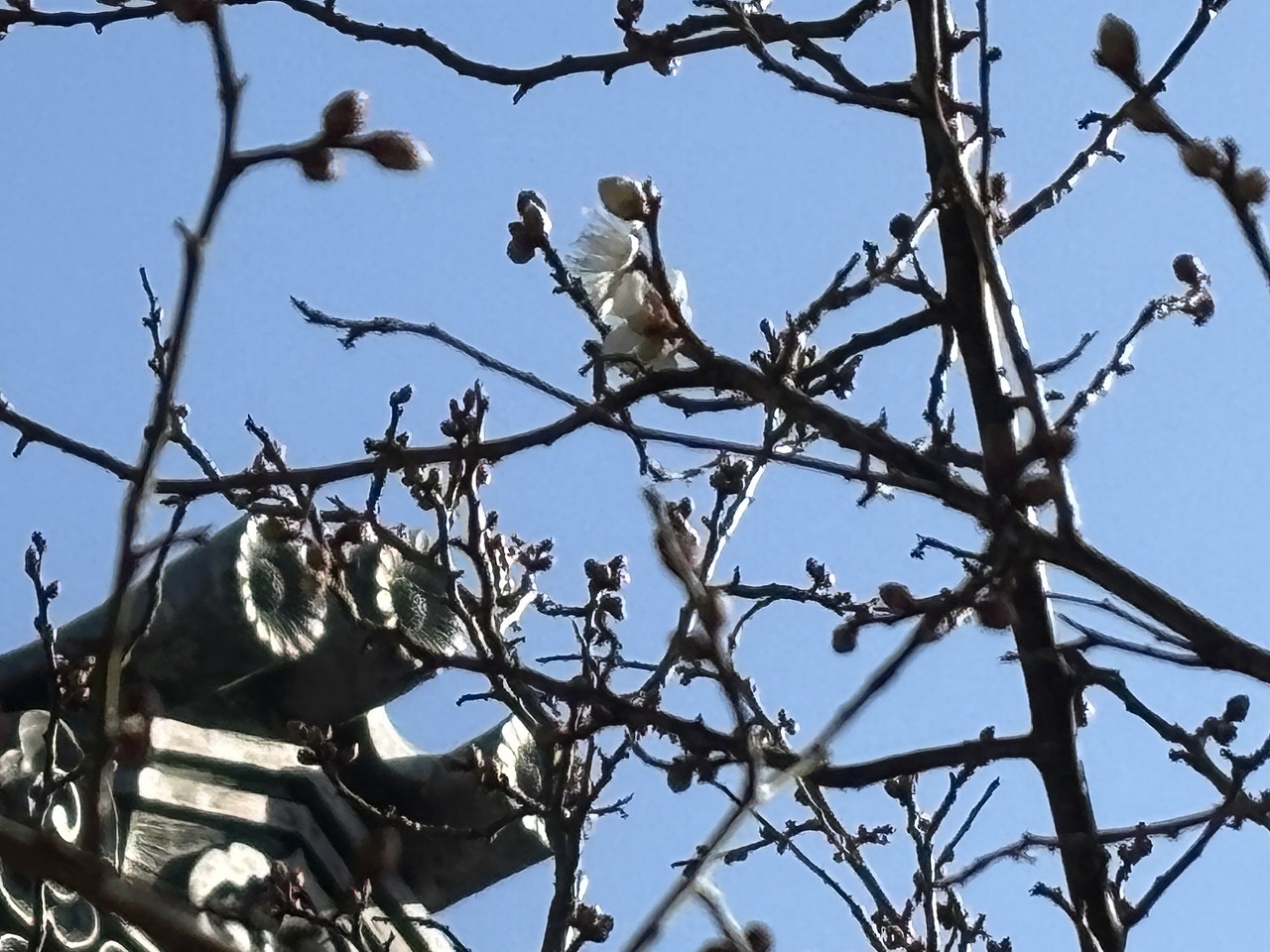 2026.1.18「軒端の梅」が開花しました - 時宗 雲水山 東北院 【公式】