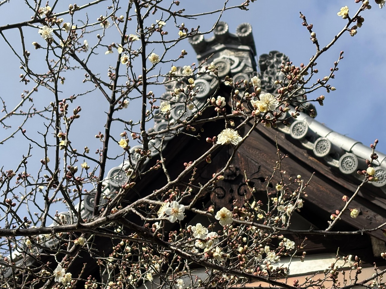 「寒中四友」の一つ、二・三分咲きの軒端の梅 - 時宗 雲水山 東北院 【公式】