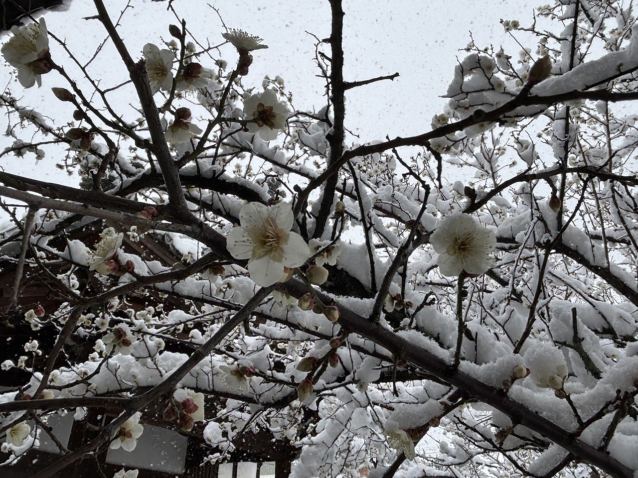 まさに「雪中四友」の一つ、軒端の梅 - 時宗 雲水山 東北院 【公式】
