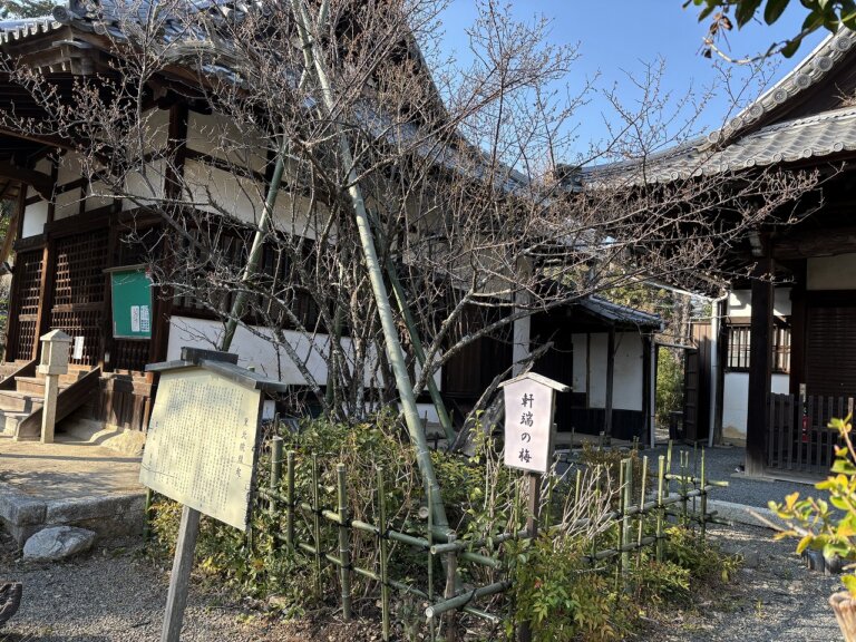 「軒端の梅」の支柱と竹垣を新調しました - 時宗 雲水山 東北院 【公式】